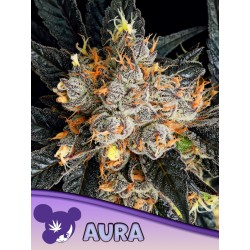 AURA · Anesia Seeds ·...