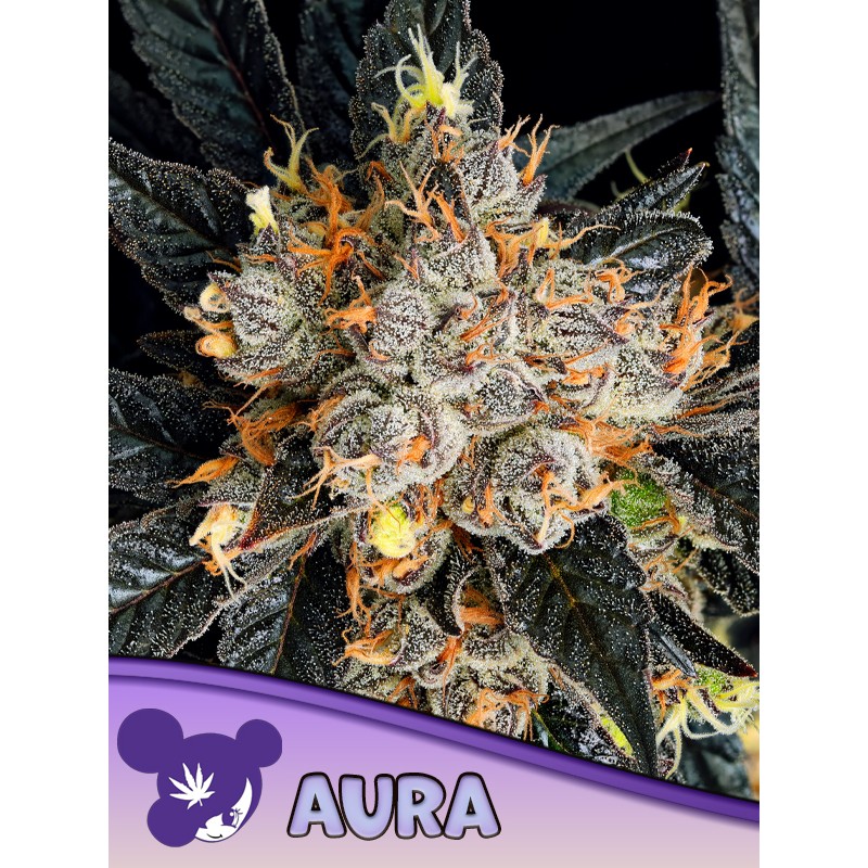 AURA · Anesia Seeds · kenevir tohum · Fem