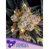 AURA · Anesia Seeds · cannabis samen · Fem