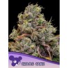 CHAOS CAKE · Anesia Seeds · sementes de maconha · Fem