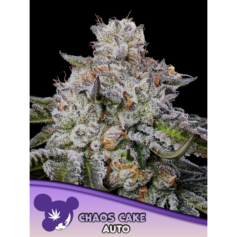 CHAOS CAKE AUTO · Anesia Seeds · cannabis samen · Auto Fem