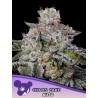 CHAOS CAKE AUTO· Anesia Seeds · graines de cannabis  · Auto Fem