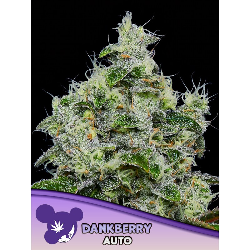 DANKBERRY AUTO · Anesia Seeds · cannabis samen · Auto Fem