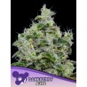 DANKBERRY AUTO · Anesia Seeds · semi di canapa · Auto Fem