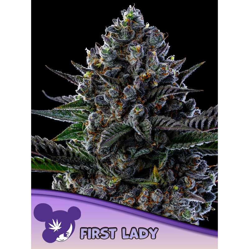 FIRST LADY · Anesia Seeds · kenevir tohum · Fem