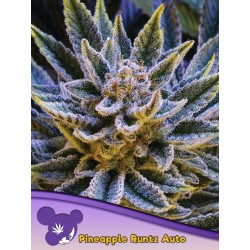 PINEAPPLE RUNTZ AUTO ·...