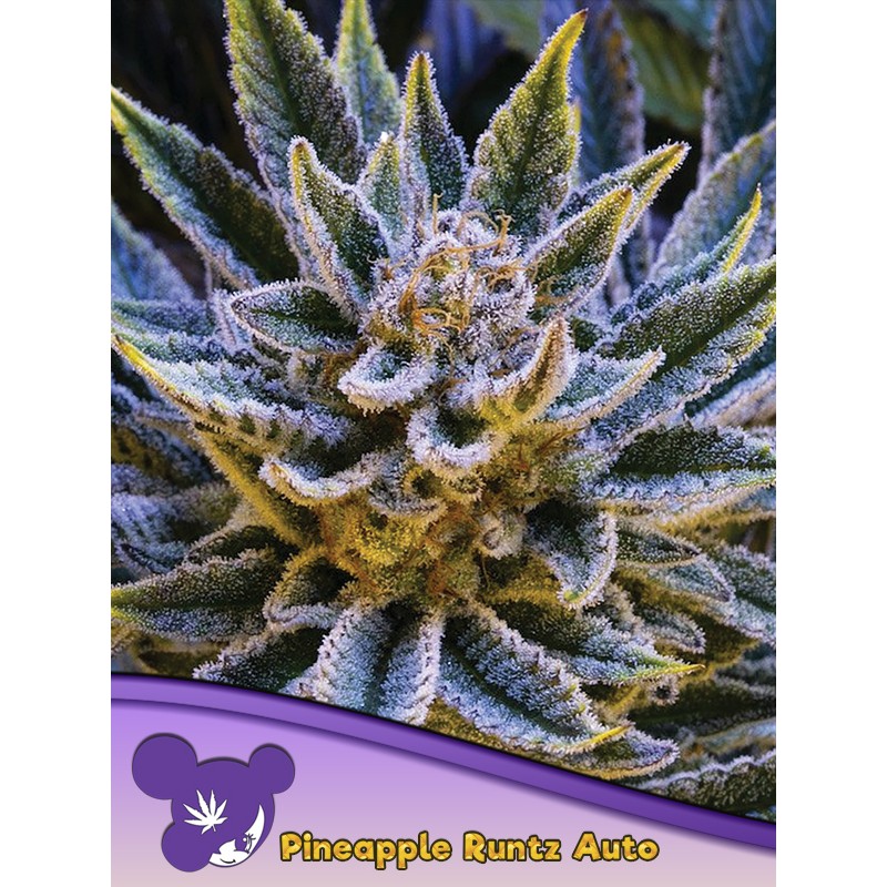 PINEAPPLE RUNTZ AUTO · Anesia Seeds · graines de cannabis  · Auto Fem