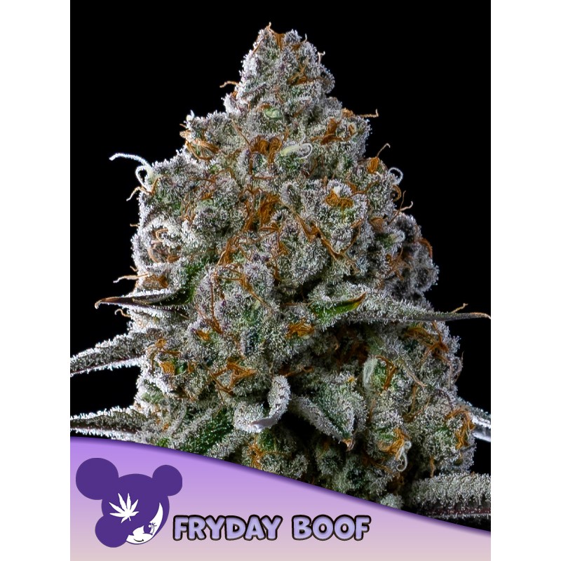 FRYDAY BOOF · Anesia Seeds · cannabis samen · Fem