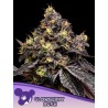 GLOWBERRY RUSH · Anesia Seeds · semillas de marihuana · Fem