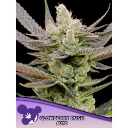 GLOWBERRY RUSH AUTO ·...