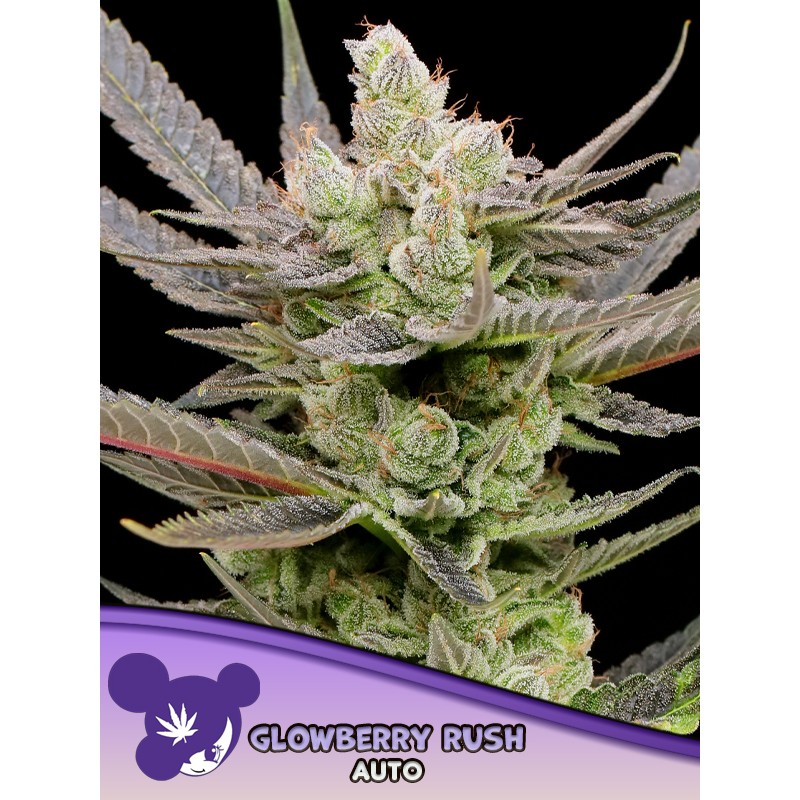 GLOWBERRY RUSH AUTO · Anesia Seeds · semi di canapa · Auto Fem