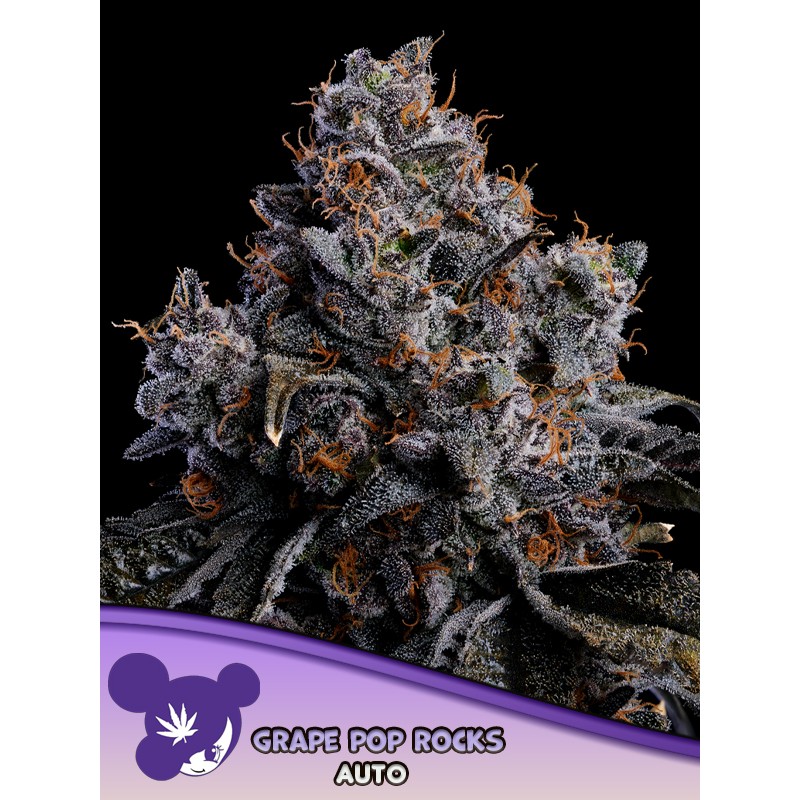 GRAPE POP ROCKS AUTO · Anesia Seeds · semillas de marihuana · Auto Fem
