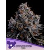 GRAPE POP ROCKS AUTO · Anesia Seeds · kenevir tohum · AutoFem