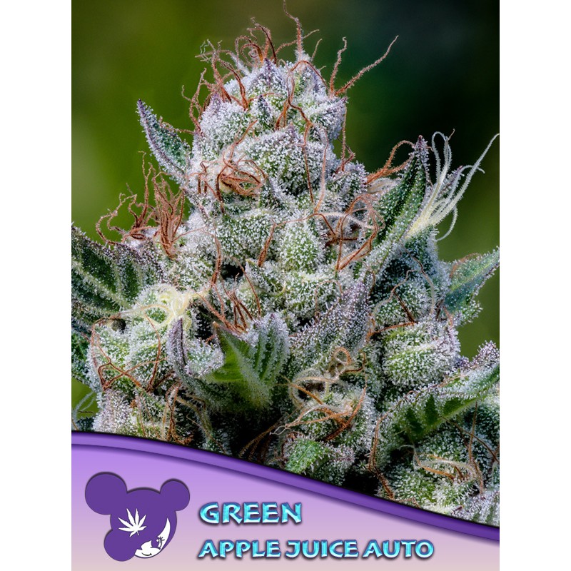 GREEN APPLE JUICE AUTO · Anesia Seeds · cannabis seeds · Auto Fem