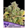 HONEY FRIED BANANAS · Anesia Seeds · graines de cannabis  · Fem