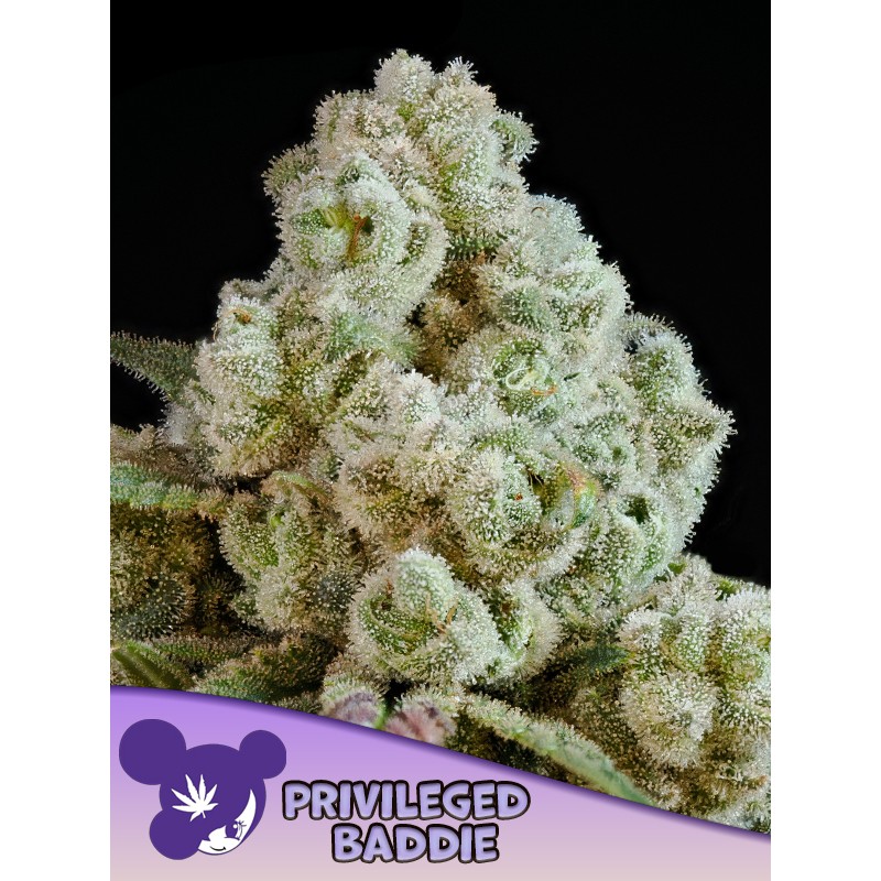 PRIVILEGED BADDIE · Anesia Seeds · cannabis seeds · Fem