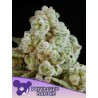 PRIVILEGED BADDIE · Anesia Seeds · cannabis seeds · Fem