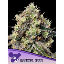 ROSWELL CODE · Anesia Seeds...