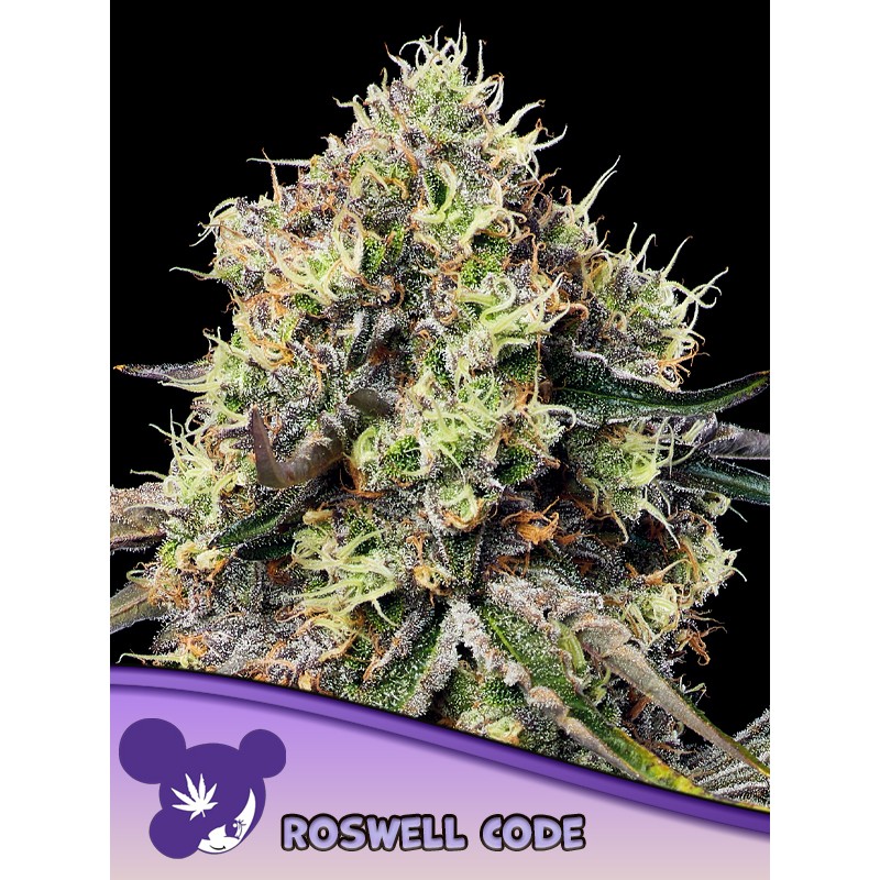 ROSWELL CODE · Anesia Seeds · graines de cannabis  · Fem