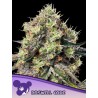 ROSWELL CODE · Anesia Seeds · graines de cannabis  · Fem