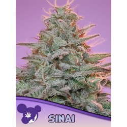 SINAI LANDRACE · Anesia...