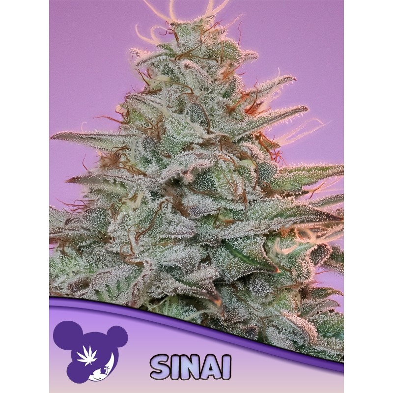 SINAI LANDRACE · Anesia Seeds · cannabis samen · Fem
