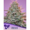 SINAI LANDRACE · Anesia Seeds · sementes de maconha · Fem