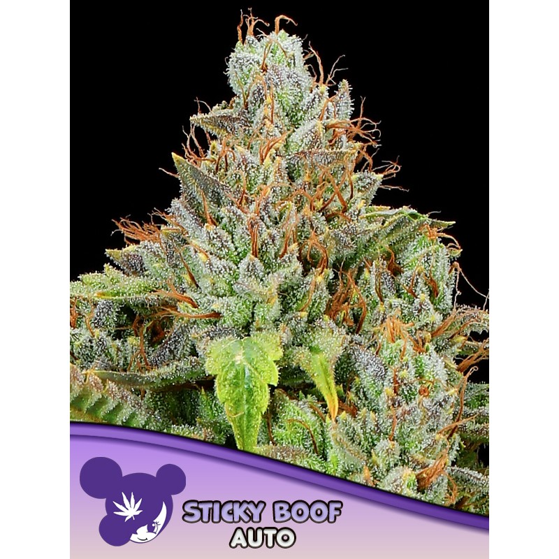 STICKY BOOF AUTO · Anesia Seeds · graines de cannabis  · Auto Fem
