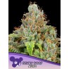 STICKY BOOF AUTO · Anesia Seeds · graines de cannabis  · Auto Fem