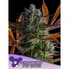 STRAWBERRY POP ROCKS · Anesia Seeds · sementes de maconha · Fem