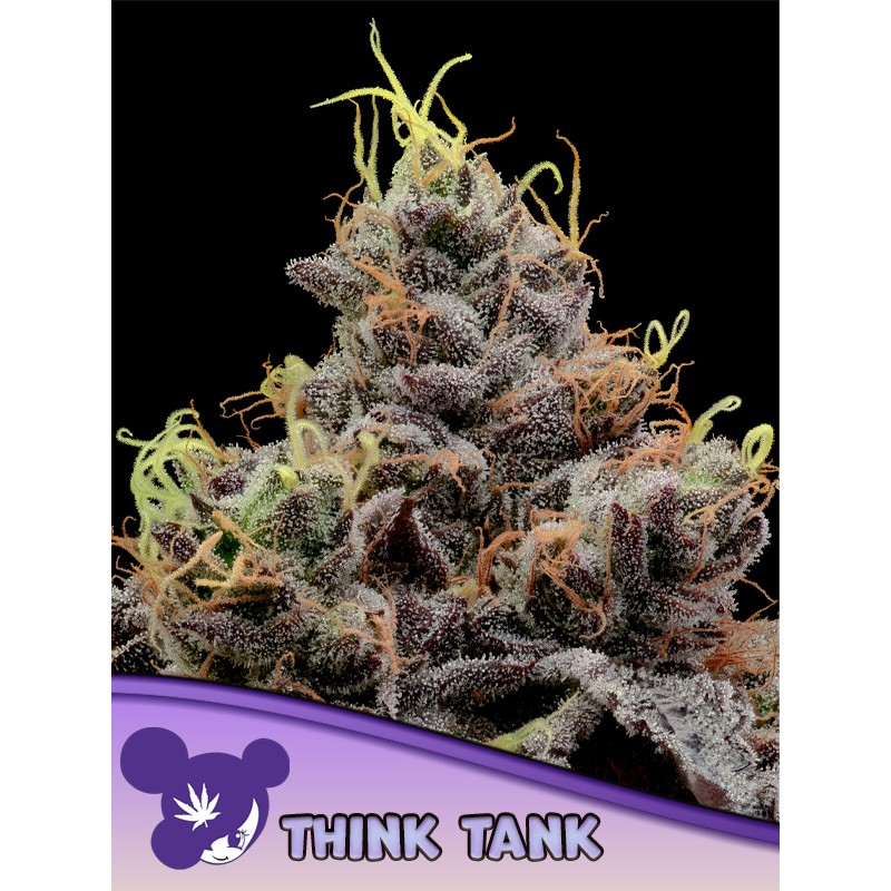 THINK TANK · Anesia Seeds · semillas de marihuana · Fem