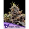 THINK TANK · Anesia Seeds · semi di canapa · Fem