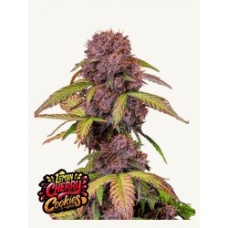 LEMON CHERRY COOKIES AUTO ·...