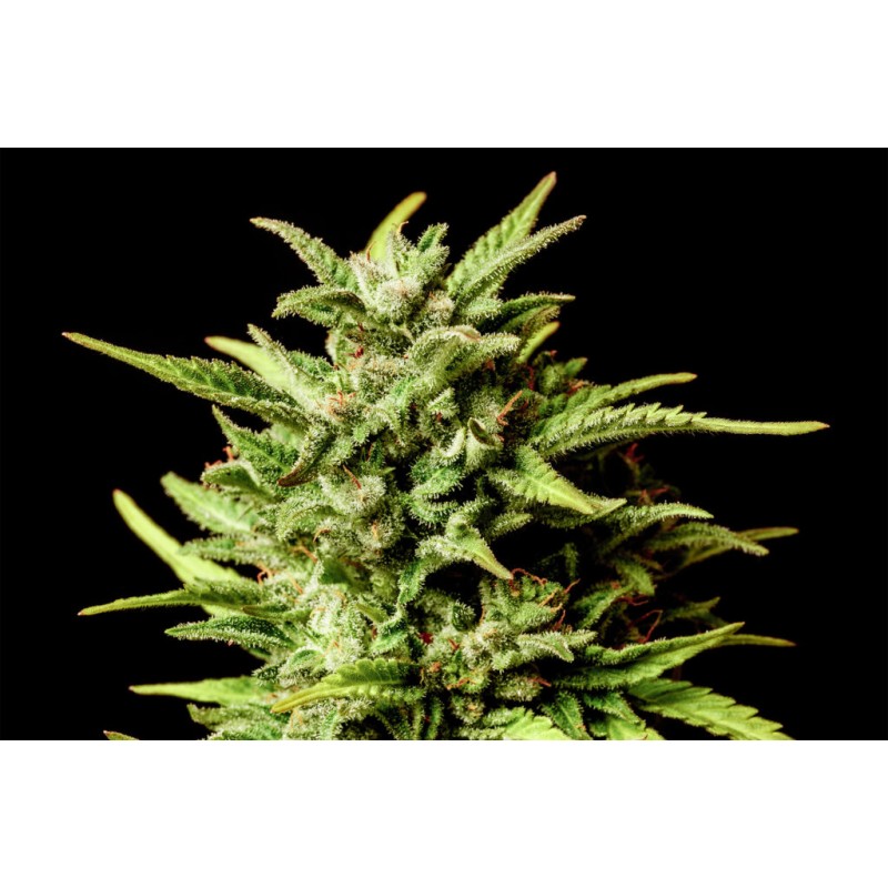 AFRODITE · Kannabia Seed Company · kaufen cannabis samen · Fem