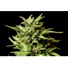 AFRODITE · Kannabia Seed Company · kenevir tohum · Disi · Fem
