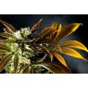 AMNESI-K HAZE · Kannabia Seed Company · graines de cannabis · Fem