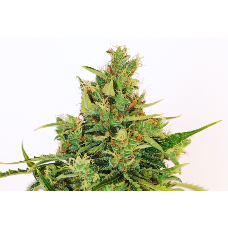 AMNESI-K LEMON · Kannabia Seed Company · sementes de maconha· Fem