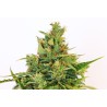 AMNESI-K LEMON · Kannabia Seed Company · sementes de maconha· Fem