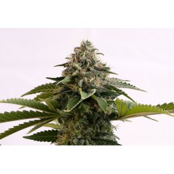 AMNESIA DREAM XL AUTO ·...