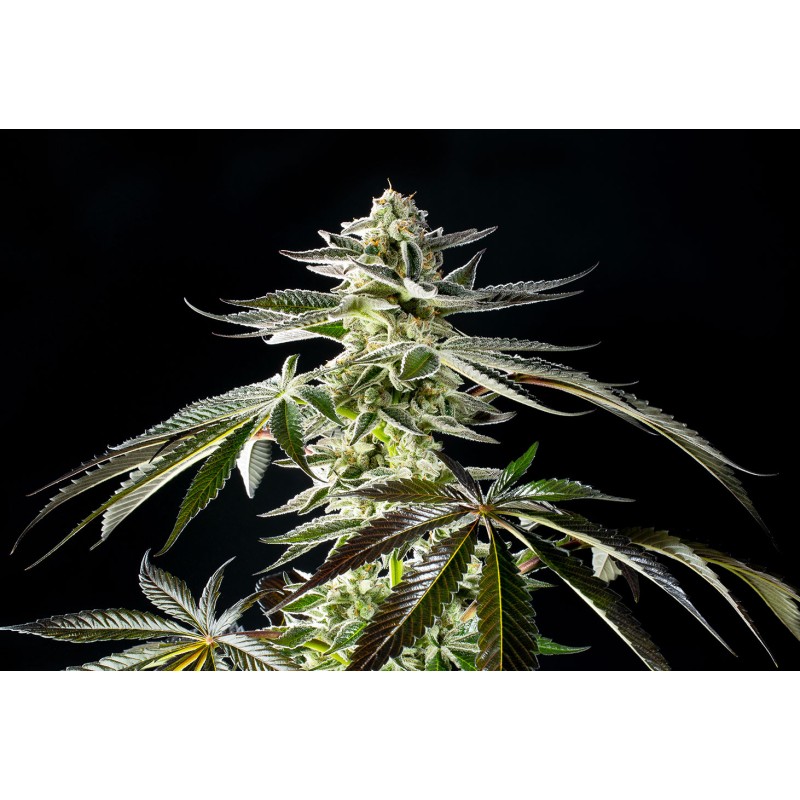 APPLE & BANANAS · Kannabia Seed Company · sementes de maconha · Fem