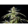 APPLE & BANANAS · Kannabia Seed Company · cannabis samen · Fem