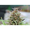 BABY BOOM AUTO · Kannabia Seed Company · sementes de maconha · AutoFem