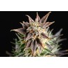 BIG BAND · Kannabia Seed Company · cannabis seeds · Fem