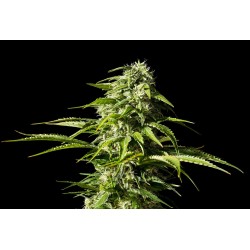 BIG BULL · Kannabia Seed...