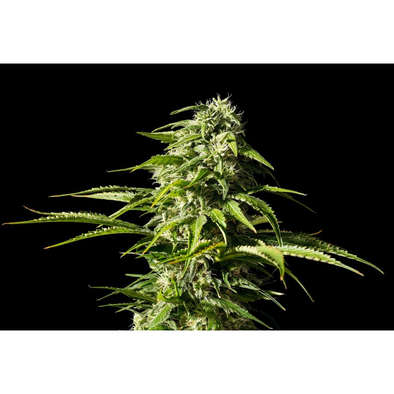 BIG BULL · Kannabia Seed Company · graines de cannabis · Fem