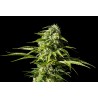 BIG BULL · Kannabia Seed Company · graines de cannabis · Fem