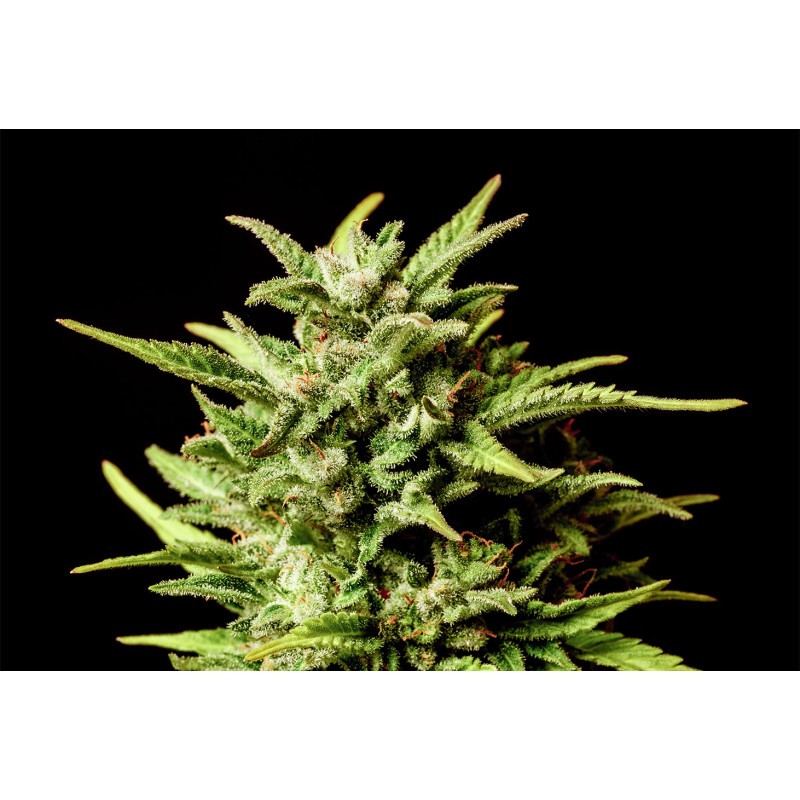 BREAK UP CAKE AUTO · Kannabia Seed Company · sementes de maconha · AutoFem