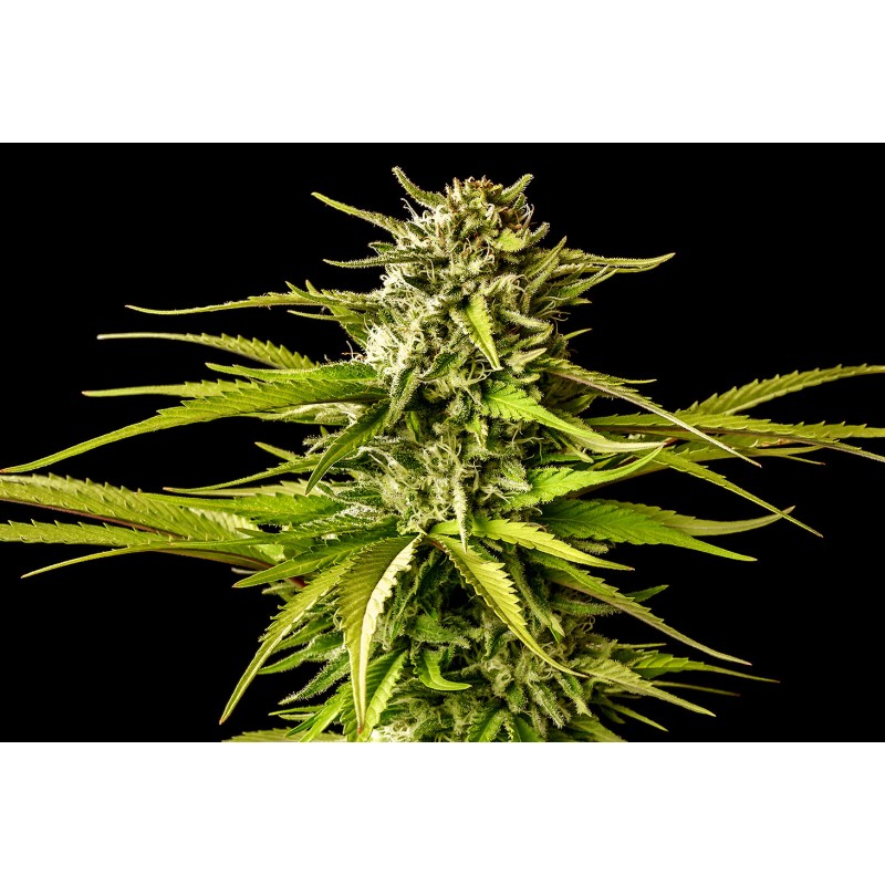 BREAK-UP CAKE · Kannabia Seed Company · cannabis seeds · Fem