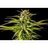 BREAK-UP CAKE · Kannabia Seed Company · graines de cannabis · Fem