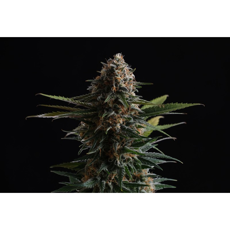 CANDY CREAM GO FAST · Kannabia Seed Company · graines de cannabis · Fem